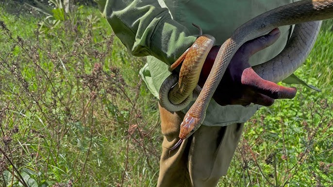 Smart Snake Solutions: Choosing Local Skilled Snake Catchers